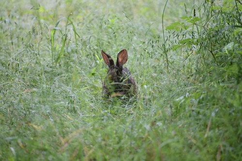 Swamp Rabbit observed by alexishale