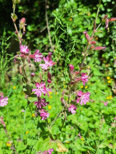 red campion