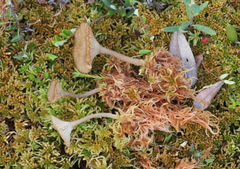 Arrhenia sphagnicola