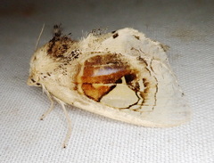 Arrhenophanes perspicilla