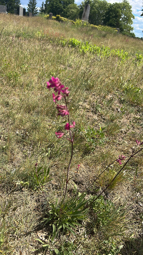 Sticky Catchfly