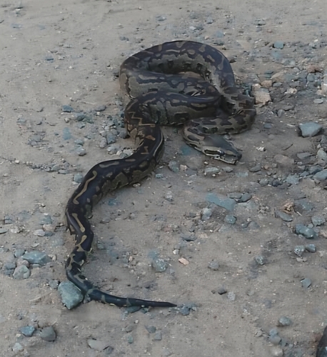 Southern African Python