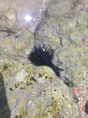Black sea urchin