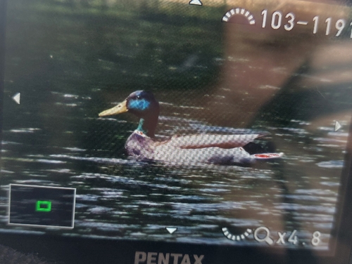 Mallard
