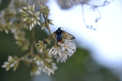Gymnelia salvini