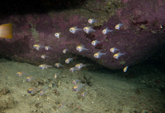 Pempheris compressa