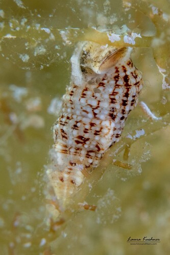 Cerithium eburneum observed 2026-05-26