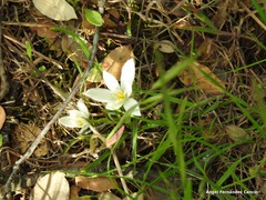 Ornithogalum baeticum
