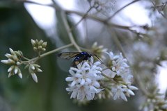 Gymnelia salvini