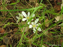 Ornithogalum baeticum