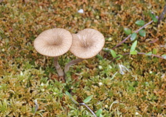 Arrhenia sphagnicola