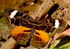 Catuna sikorana