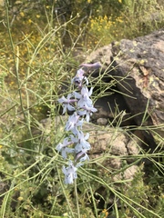 Delphinium parishii