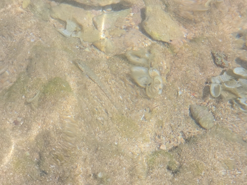 Incognito Goby