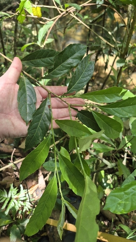 Aporosa octandra, 2026-05-28
