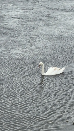 Mute Swan