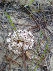 Asclepias michauxii