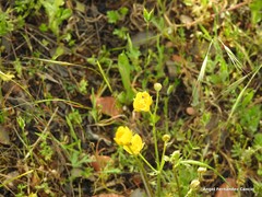 Ranunculus paludosus
