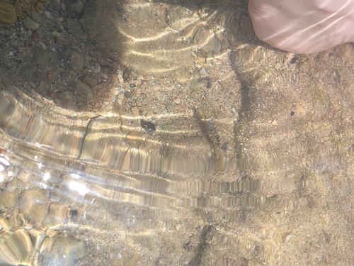 Rockpool Prawn