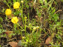 Ranunculus paludosus