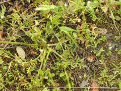 Ranunculus paludosus
