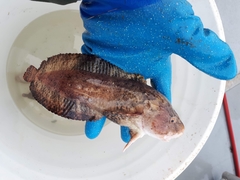 Marbled Snailfish photo 3