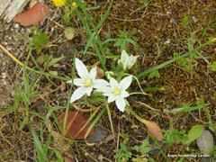 Ornithogalum baeticum