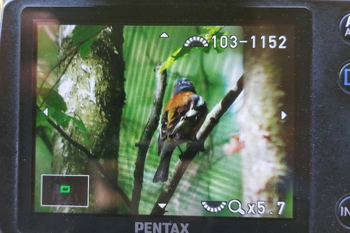 Common Chaffinch