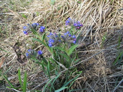 Pulmonaria angustifolia