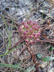 Asclepias michauxii