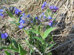 Pulmonaria angustifolia