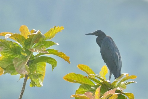 iNaturalist image