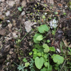 Micranthes nelsoniana aestivalis