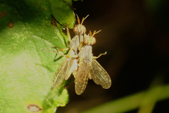 Dichetophora obliterata