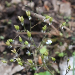 Micranthes nelsoniana aestivalis