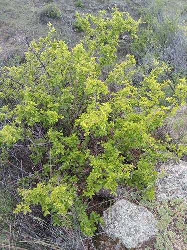 Rhamnus parvifolia