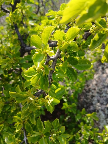 Rhamnus parvifolia, photograph 2