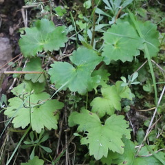 Micranthes nelsoniana aestivalis