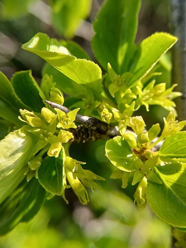 Rhamnus parvifolia, photograph 3