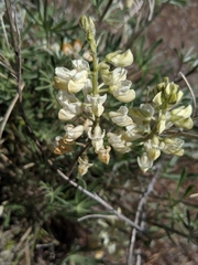 Lupinus sulphureus