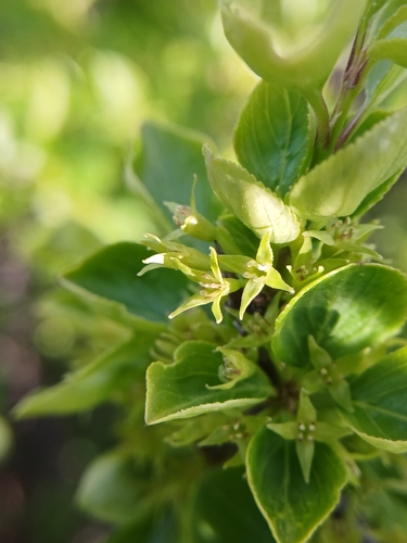 Rhamnus parvifolia, photograph 4