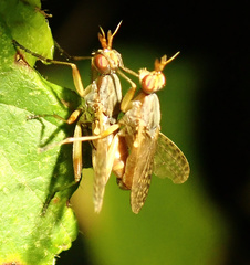 Dichetophora obliterata