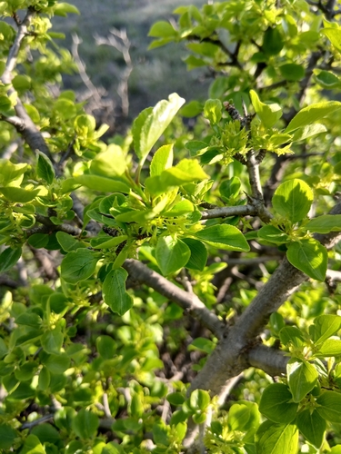 Rhamnus parvifolia, photograph 5