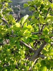 Rhamnus parvifolia, photograph (c) Святослав Власенко, some rights reserved (CC BY)