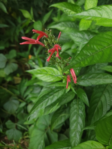 Dianthera secunda