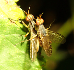 Dichetophora obliterata