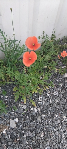 common poppy