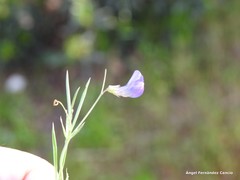 Lathyrus angulatus
