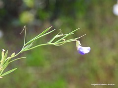 Lathyrus angulatus