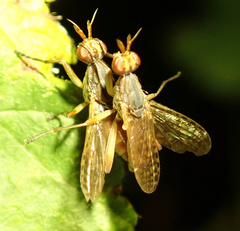 Dichetophora obliterata